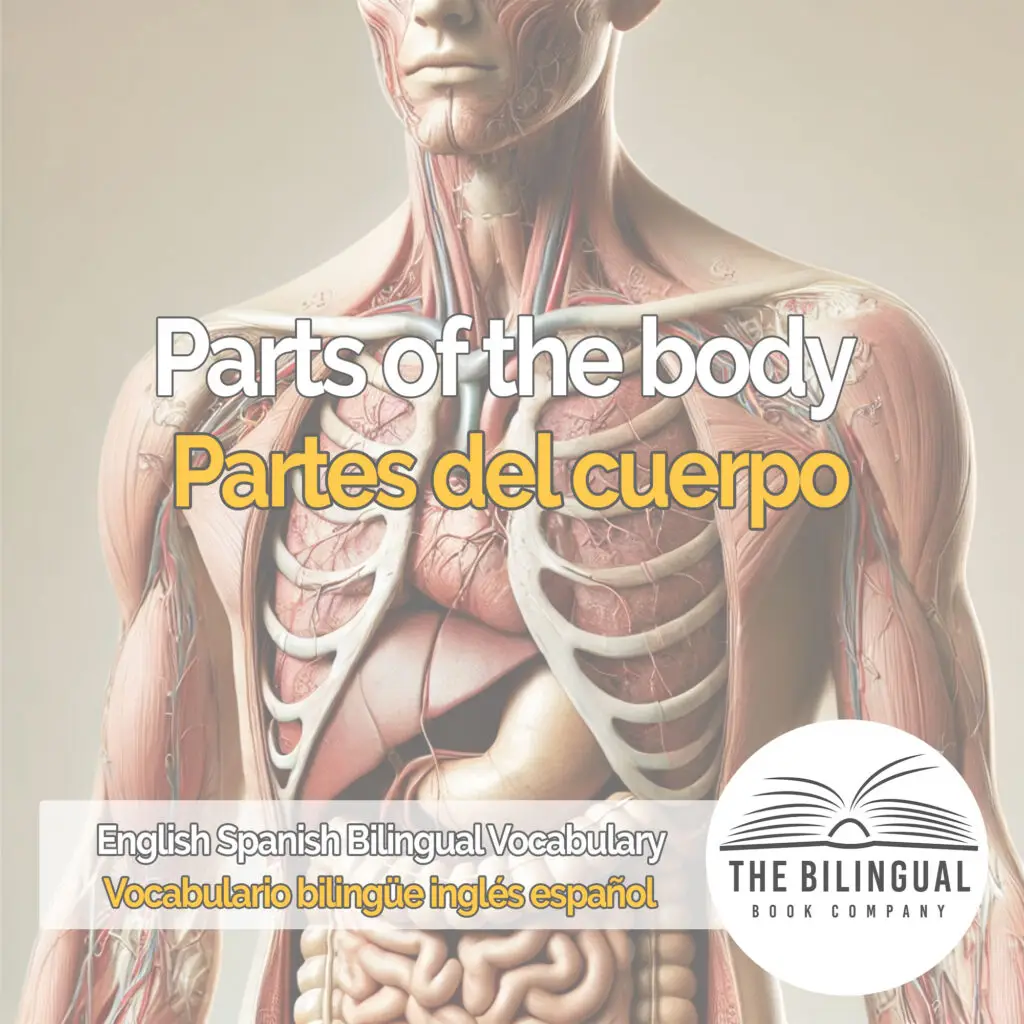 Parts of the body english spanish vocabulary