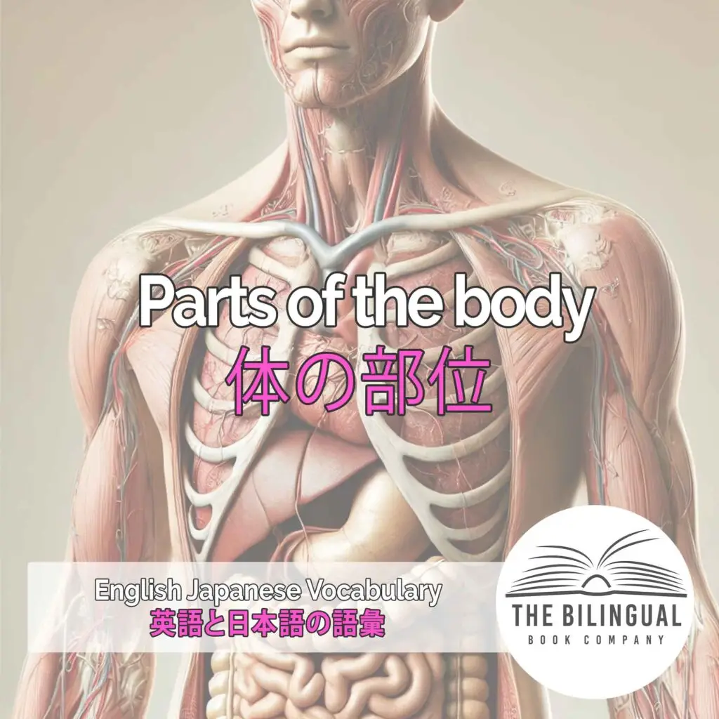 Parts of the body English Japanese Vocabulary