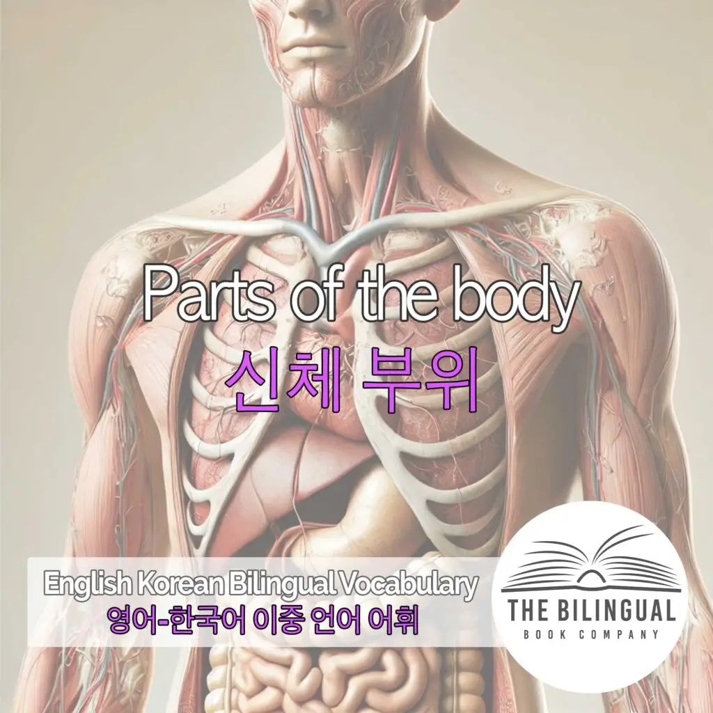 Parts of the body English Korean Bilingual Vocabulary